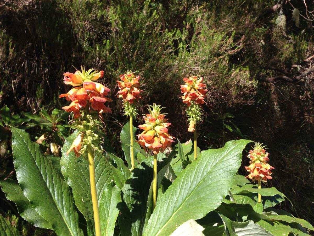 Blooming Botanic Houses Estreito Da Calheta Bagian luar foto