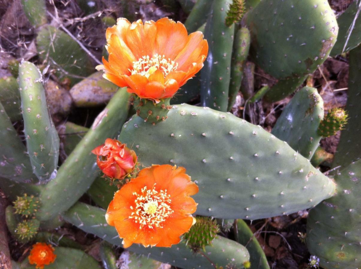 Blooming Botanic Houses Estreito Da Calheta Bagian luar foto