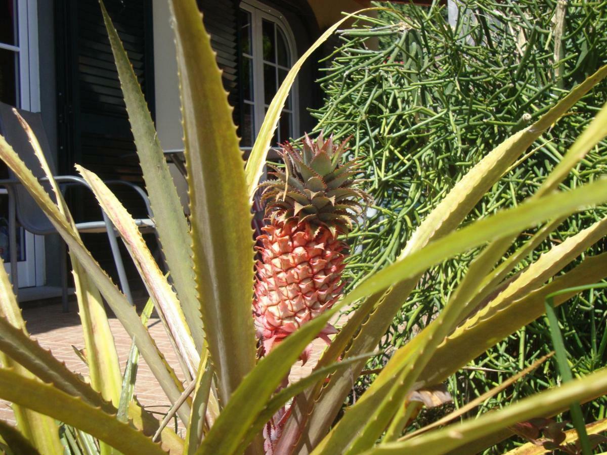 Blooming Botanic Houses Estreito Da Calheta Bagian luar foto