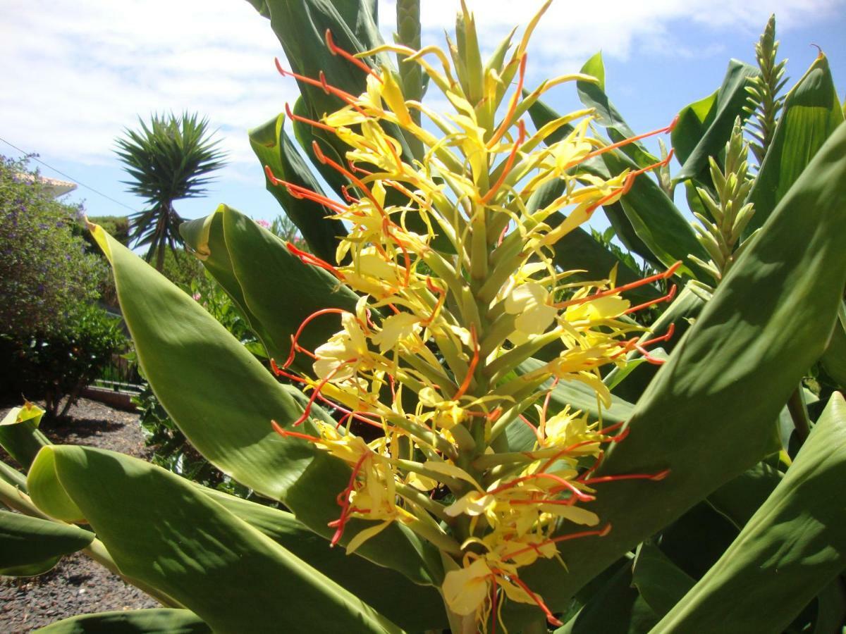 Blooming Botanic Houses Estreito Da Calheta Bagian luar foto