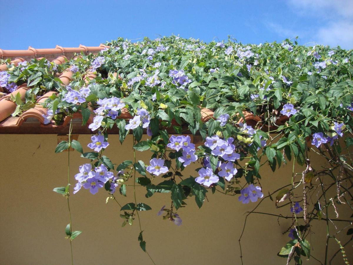 Blooming Botanic Houses Estreito Da Calheta Bagian luar foto